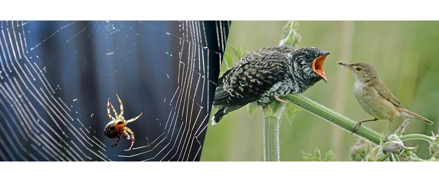 spider spins a web cokoo flight